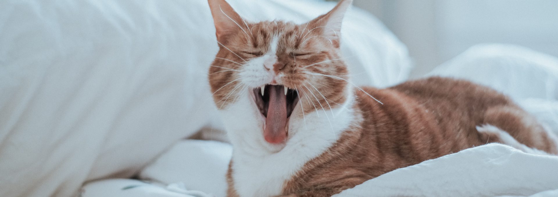 tan and white cat on white bedspread