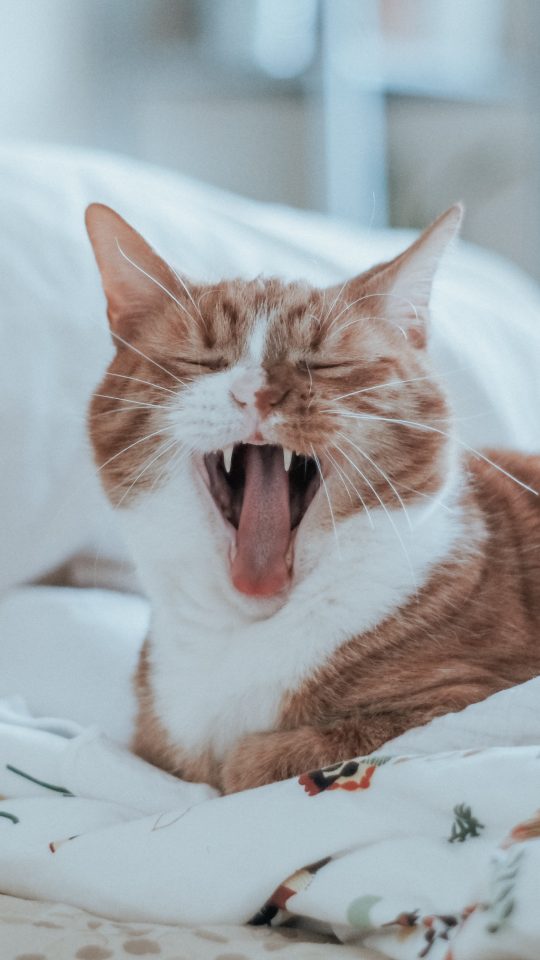 tan and white cat on white bedspread