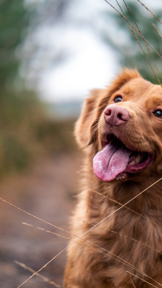 medium-coated brown dog during daytime