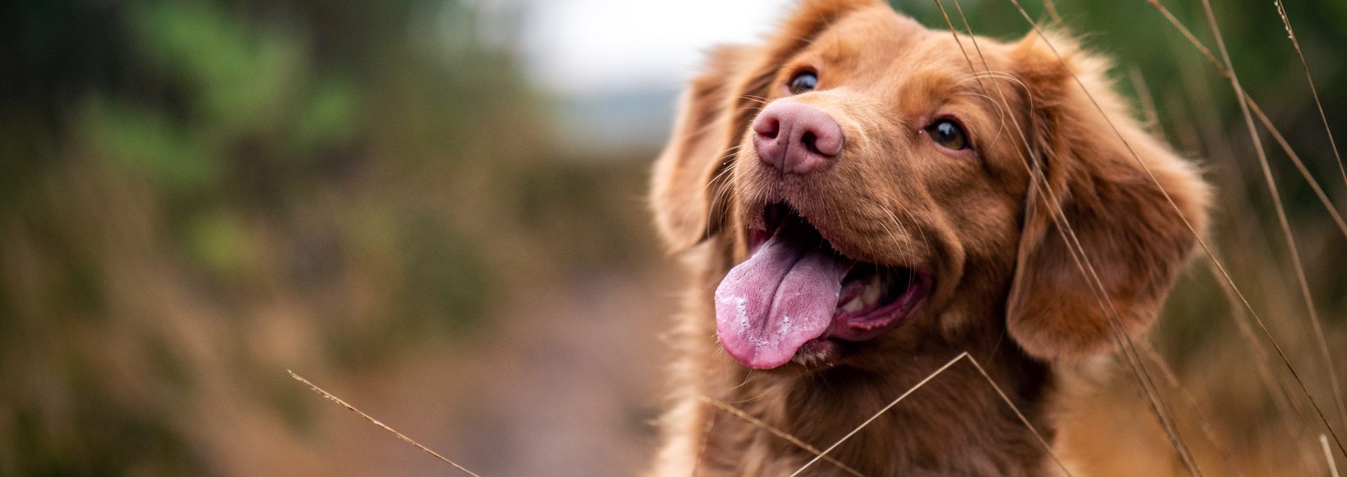 medium-coated brown dog during daytime