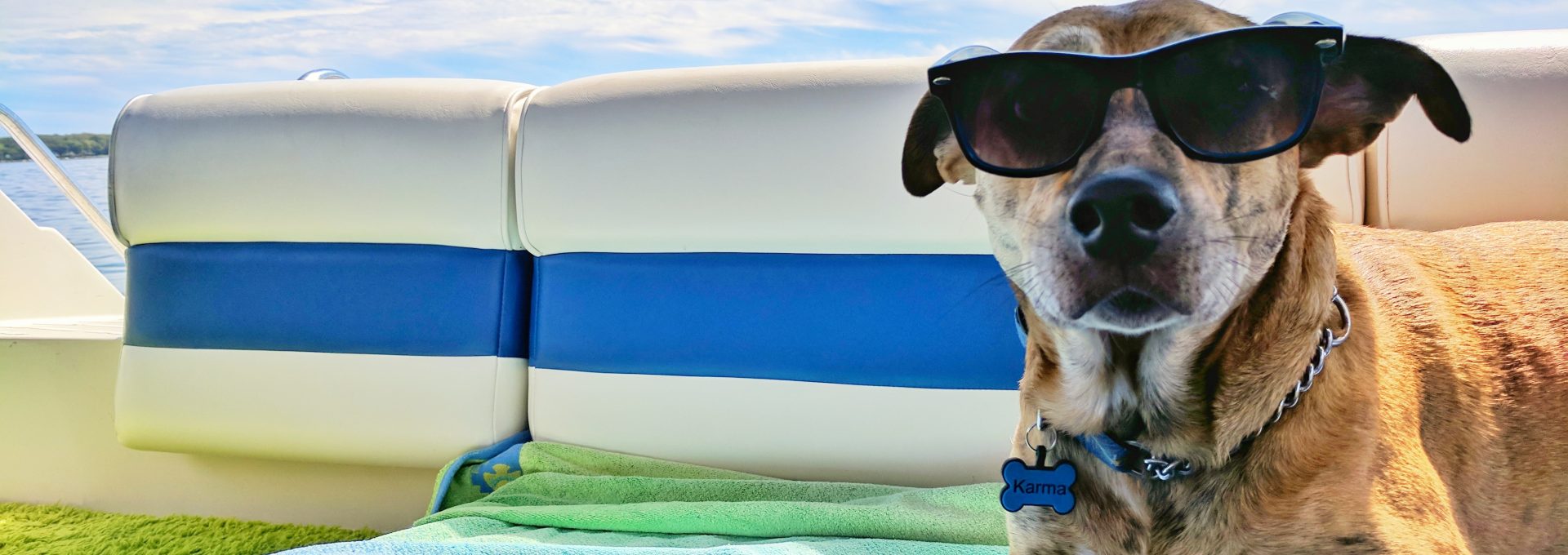 brown dog wearing sunglasses on blue textile