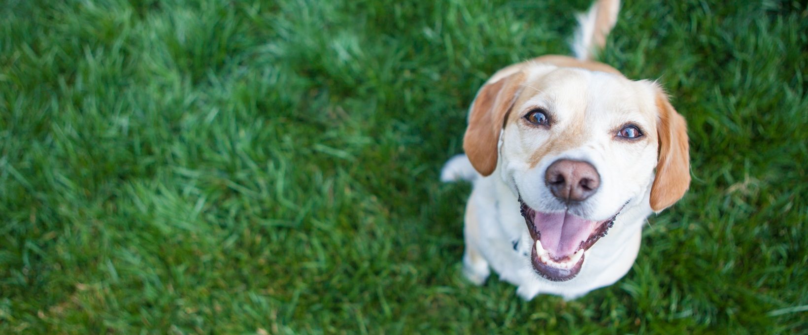 a dog is standing in the grass with its mouth open at The Zeke