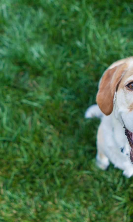 a dog is standing in the grass with its mouth open at The Zeke