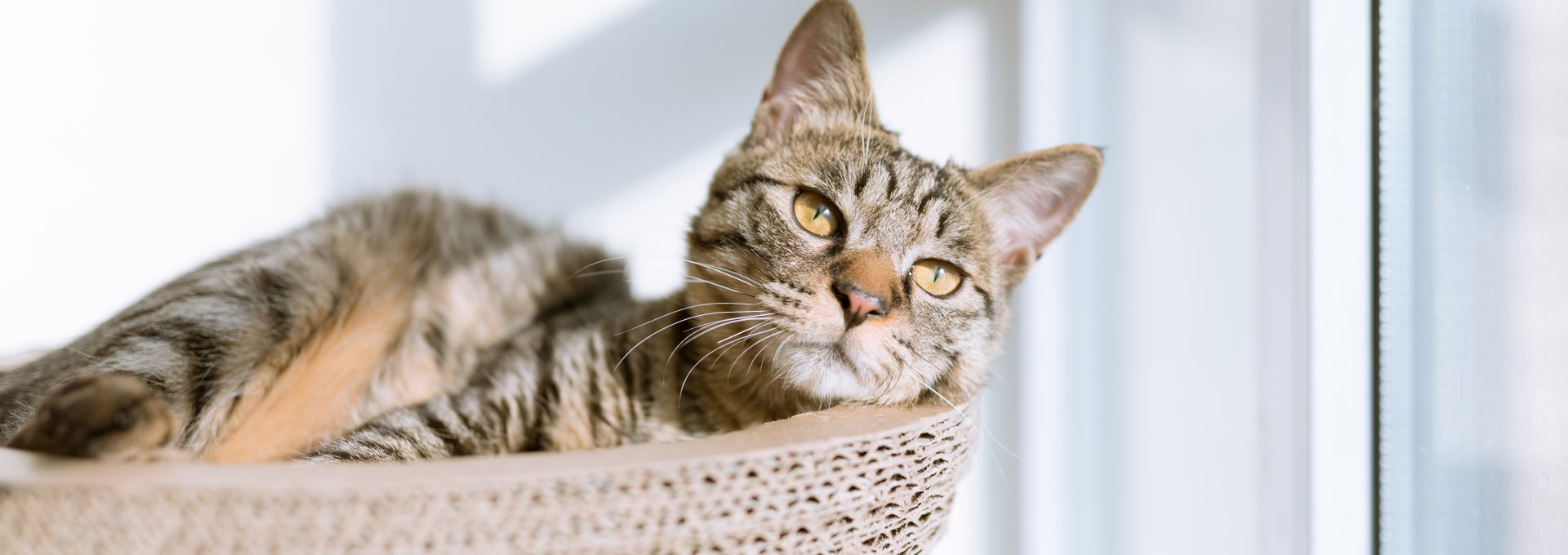 silver tabby cat on gray pillow beside clear glass window