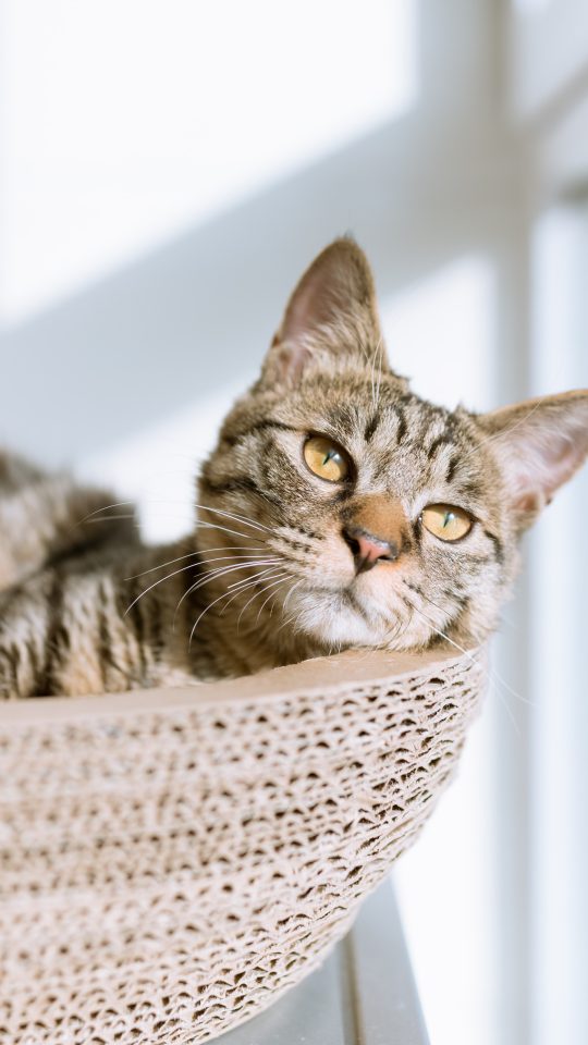 silver tabby cat on gray pillow beside clear glass window
