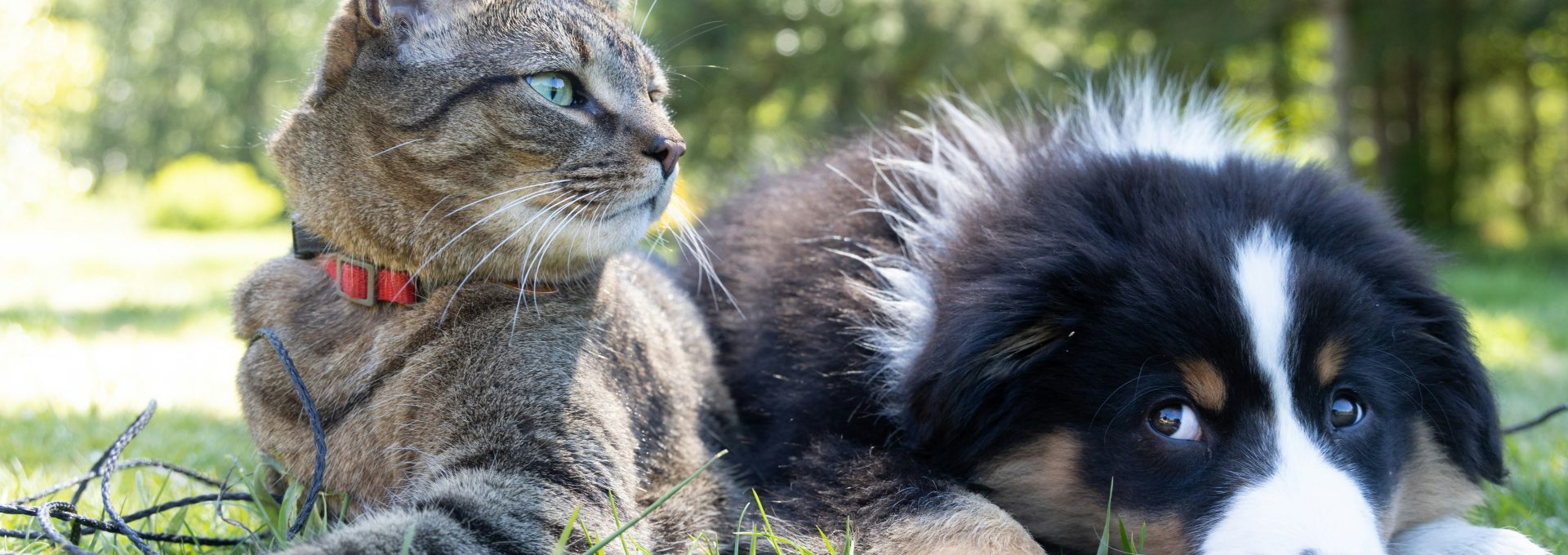 a dog and a cat laying in the grass