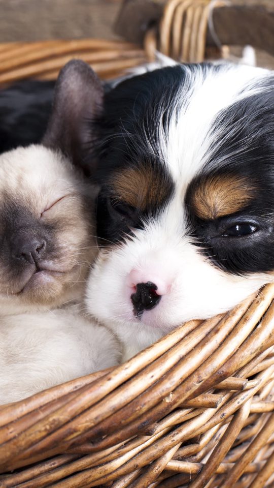Pet Policy Banner