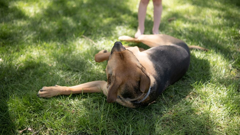 a dog lying on grass